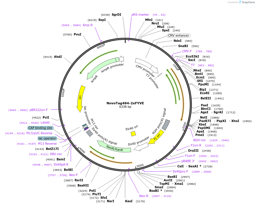 255873-plasmid-map-sequence-id-516338