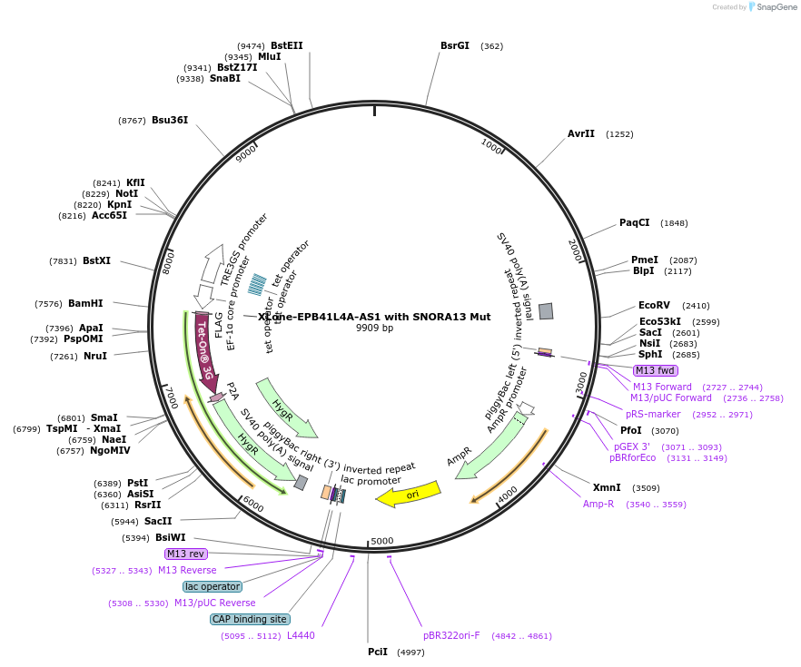 255002-plasmid-map-sequence-id-516347