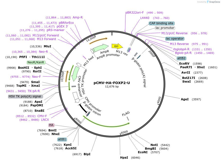 255437-plasmid-map-sequence-id-516460