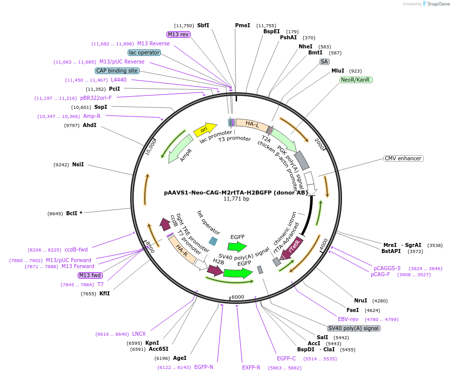 85798-plasmid-map-sequence-id-516551