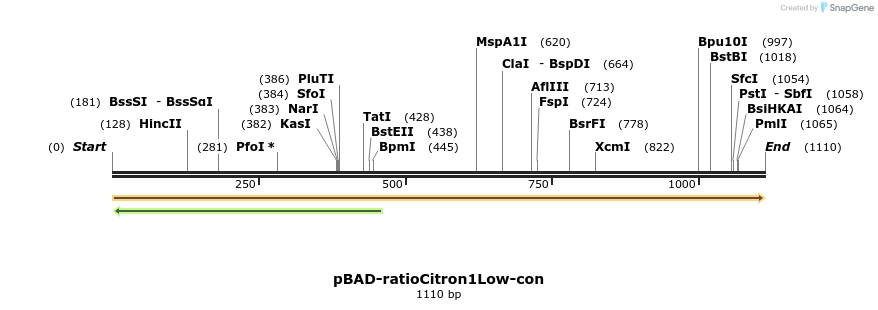 516557_map