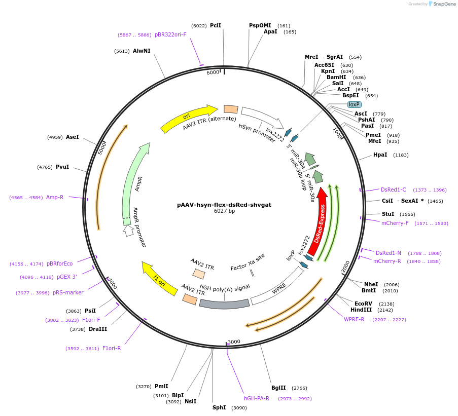 67845-plasmid-map-sequence-id-516559