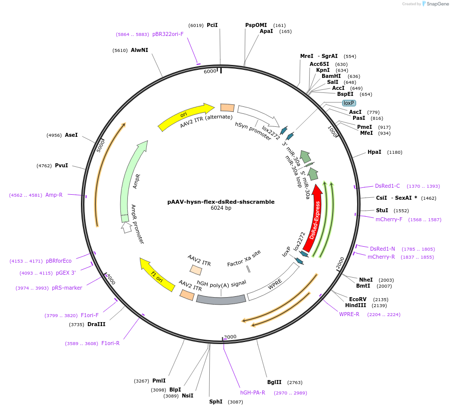 71383-plasmid-map-sequence-id-516562