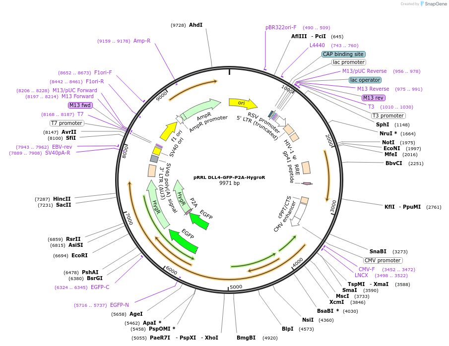 258459-plasmid-map-sequence-id-516600