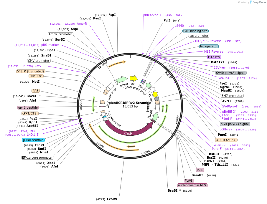 258450-plasmid-map-sequence-id-516611