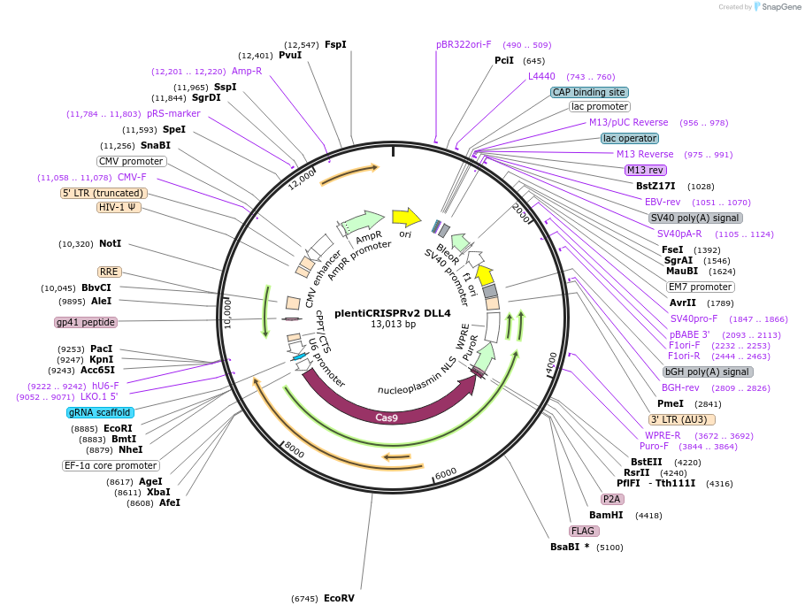 258457-plasmid-map-sequence-id-516613