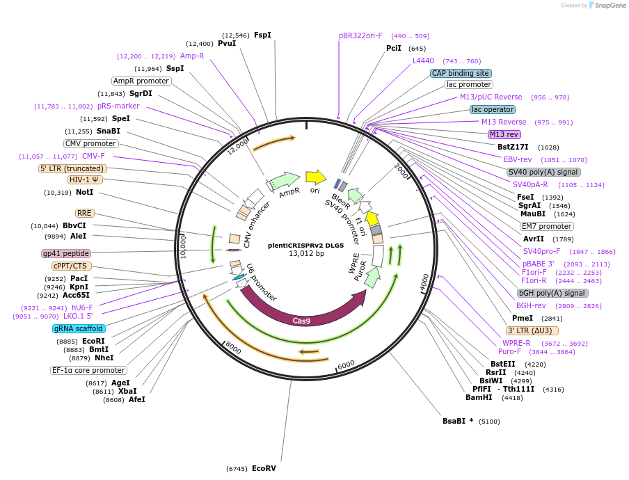 258468-plasmid-map-sequence-id-516624