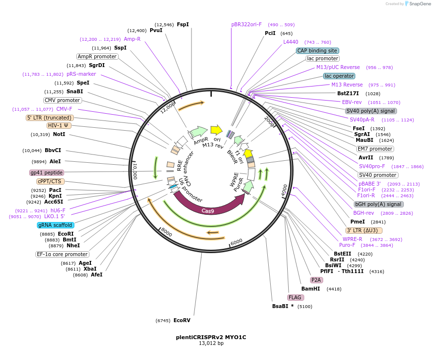 258472-plasmid-map-sequence-id-516631