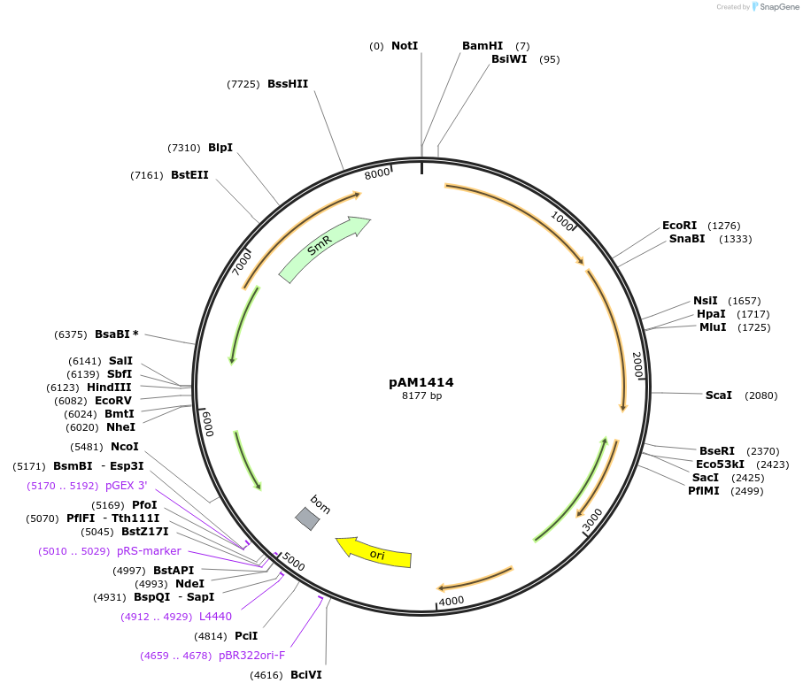 40237-plasmid-map-sequence-id-51664