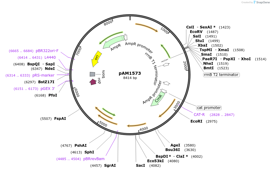 40239-plasmid-map-sequence-id-51665