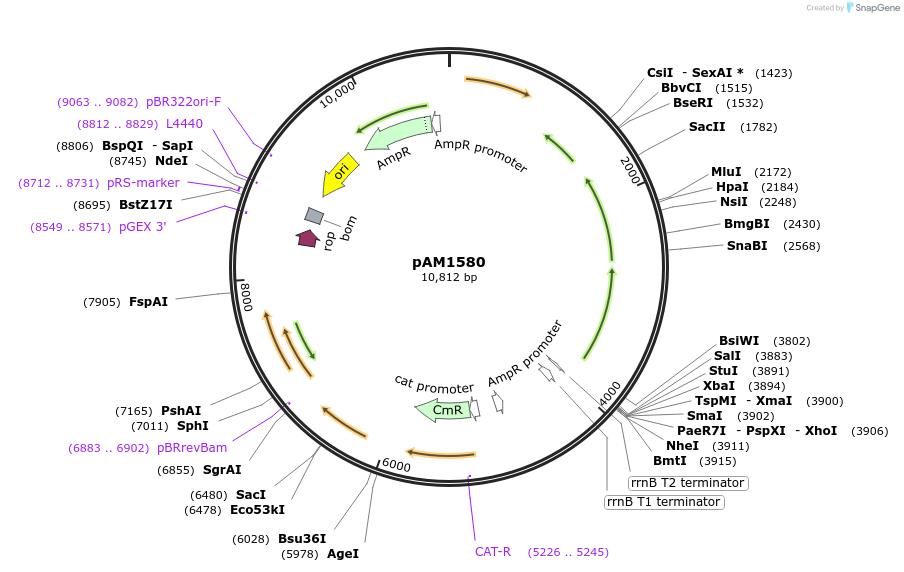 40241-plasmid-map-sequence-id-51667