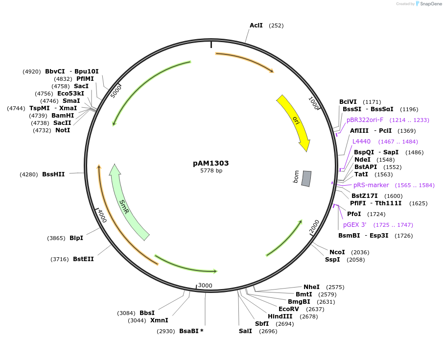 40243-plasmid-map-sequence-id-51669