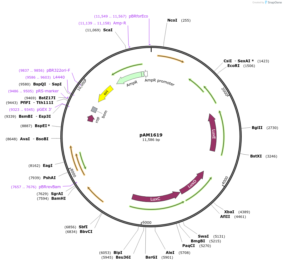 40244-plasmid-map-sequence-id-51670