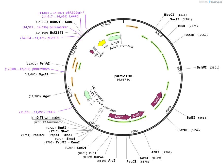 40245-plasmid-map-sequence-id-51671