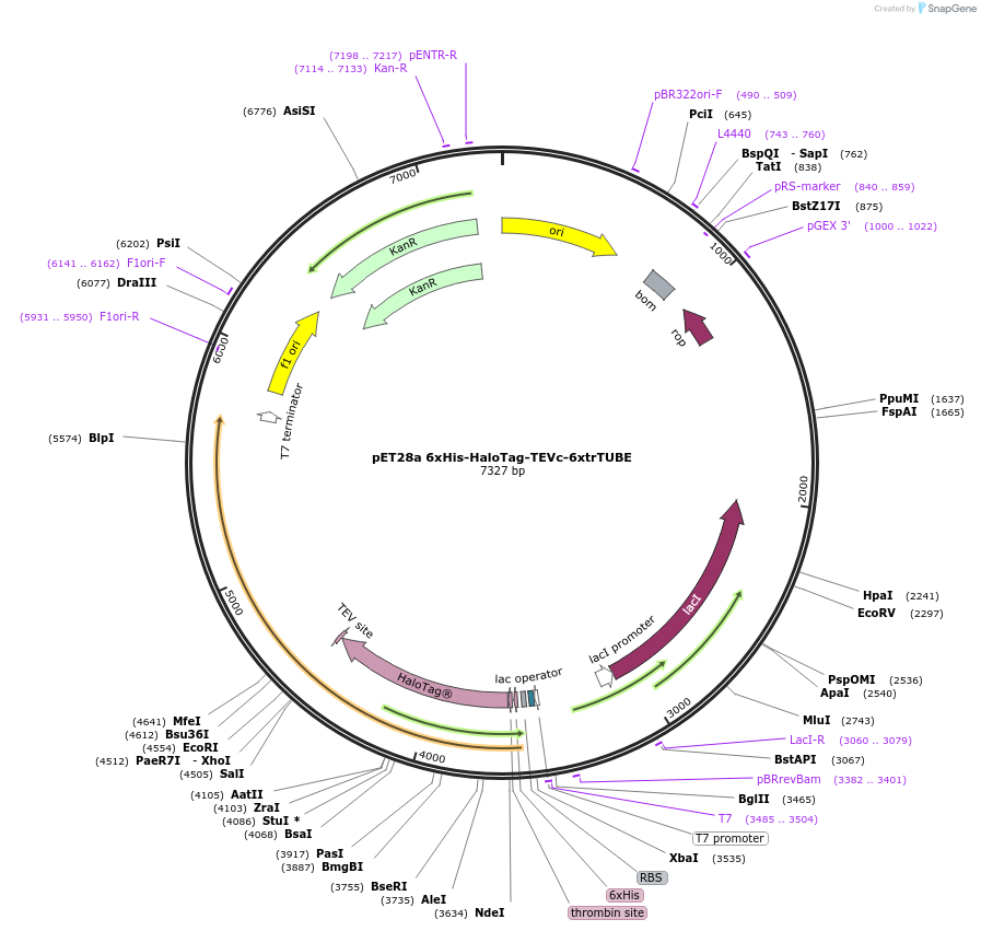 254156-plasmid-map-sequence-id-516711