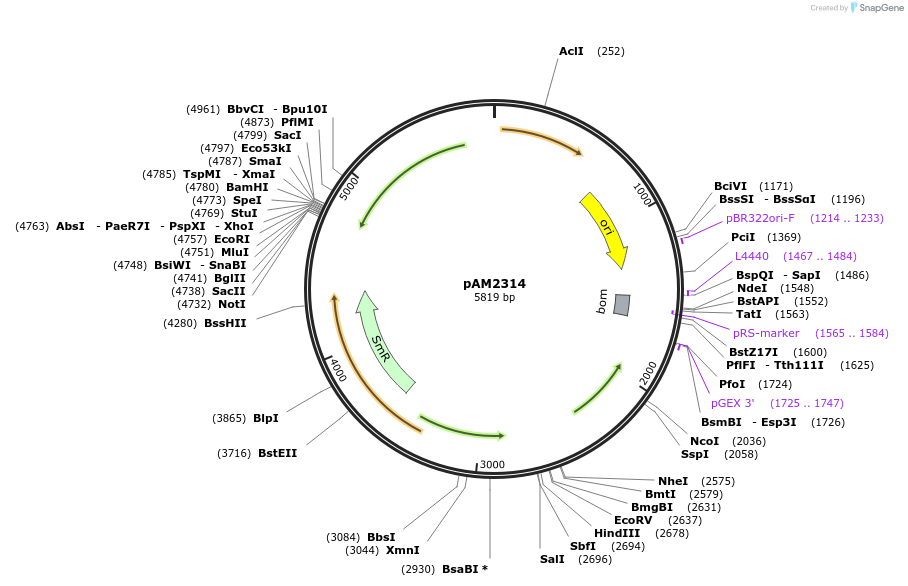 40246-plasmid-map-sequence-id-51672