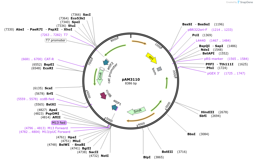 40247-plasmid-map-sequence-id-51673
