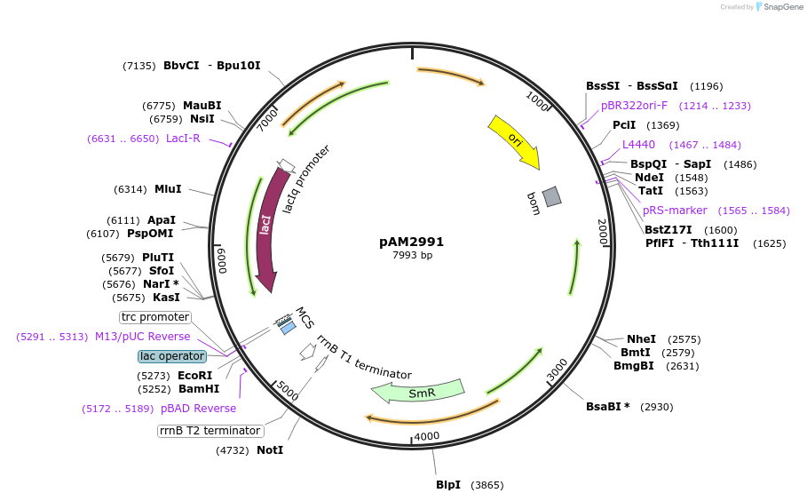 40248-plasmid-map-sequence-id-51674