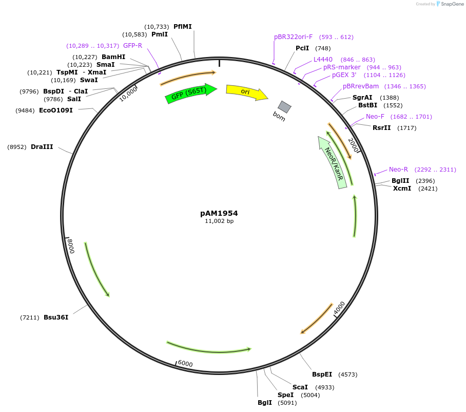 40250-plasmid-map-sequence-id-51675