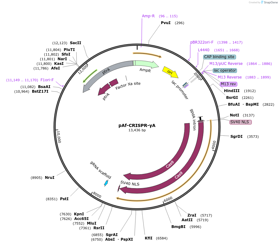 191015-plasmid-map-sequence-id-516753