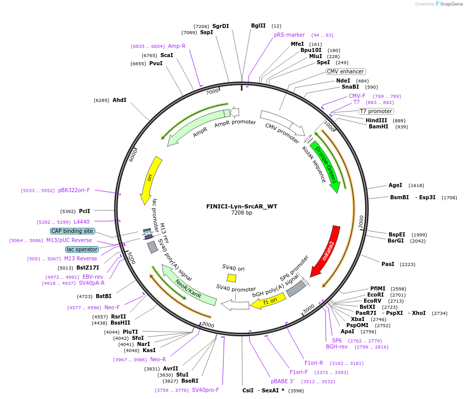 257349-plasmid-map-sequence-id-516758