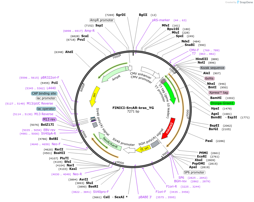 257344-plasmid-map-sequence-id-516759