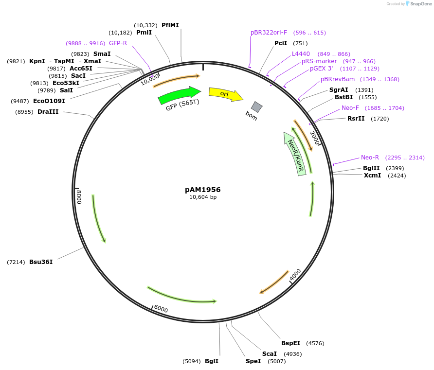 40251-plasmid-map-sequence-id-51676