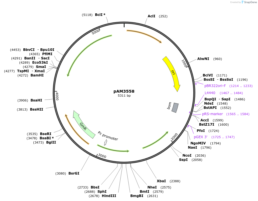 40252-plasmid-map-sequence-id-51677