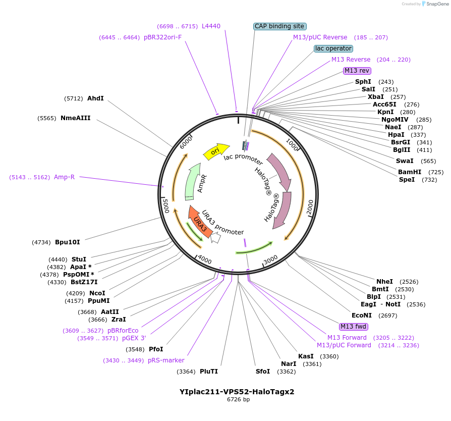 255066-plasmid-map-sequence-id-516798