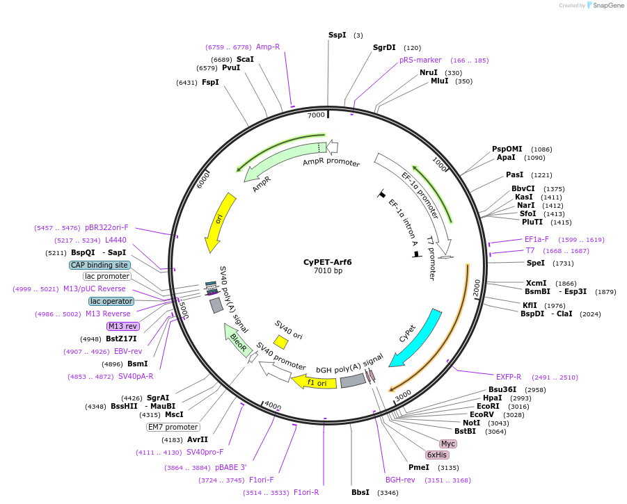 18840-plasmid-map-sequence-id-516799