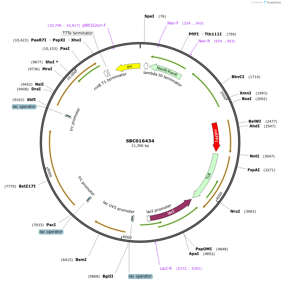 258005-plasmid-map-sequence-id-516801