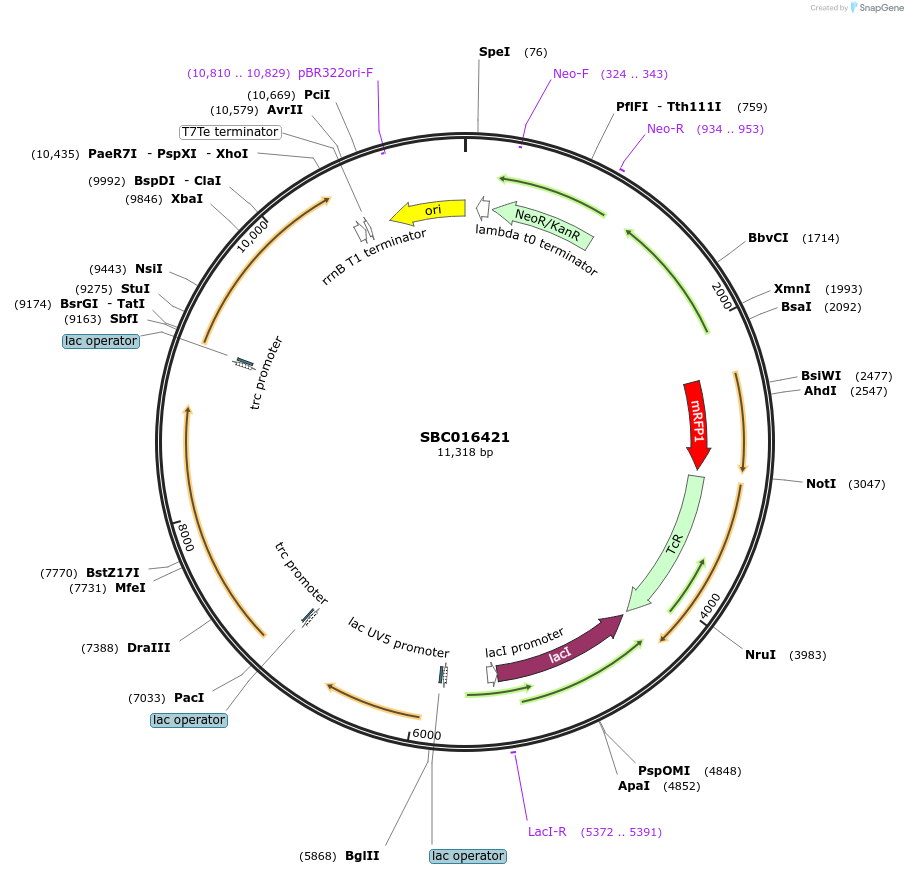 258004-plasmid-map-sequence-id-516802