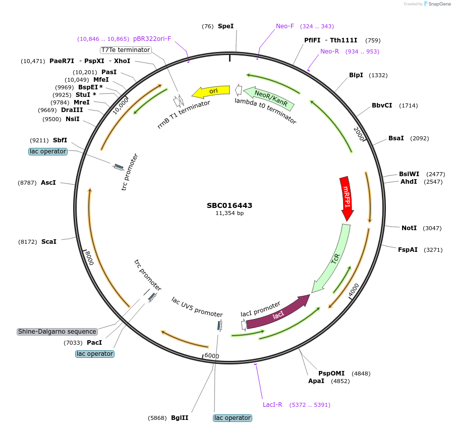 258009-plasmid-map-sequence-id-516803