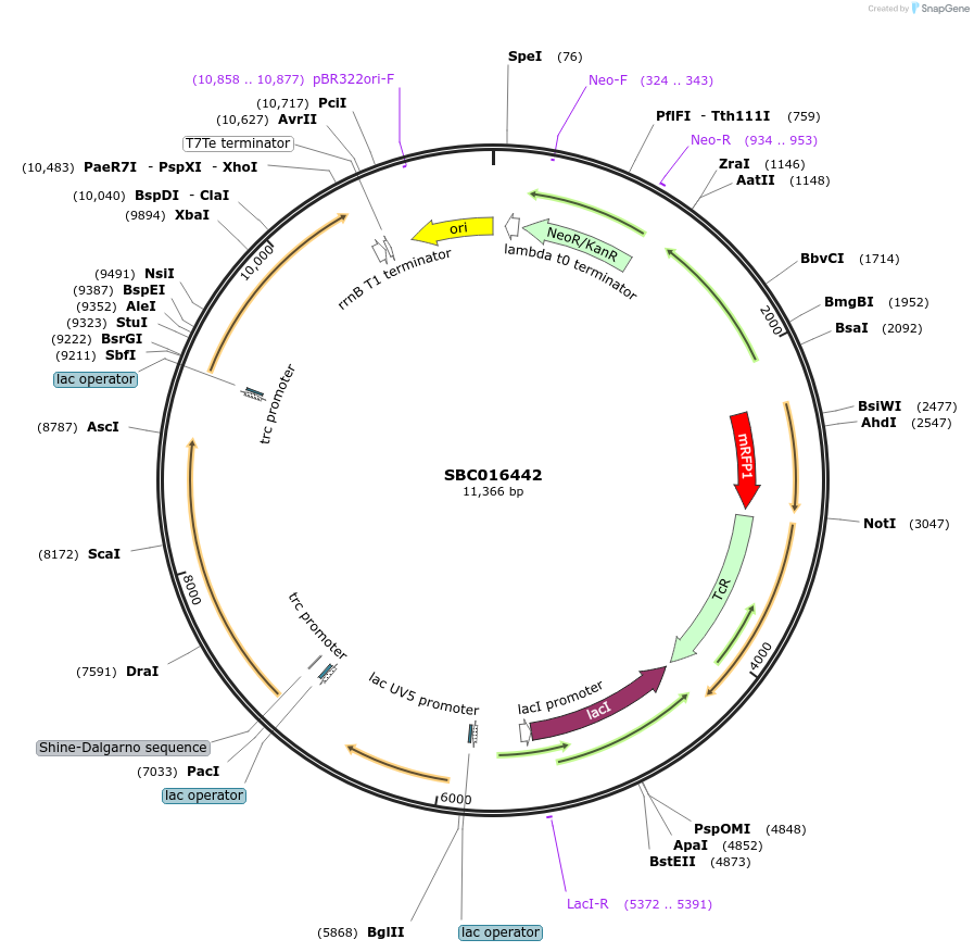 258008-plasmid-map-sequence-id-516806