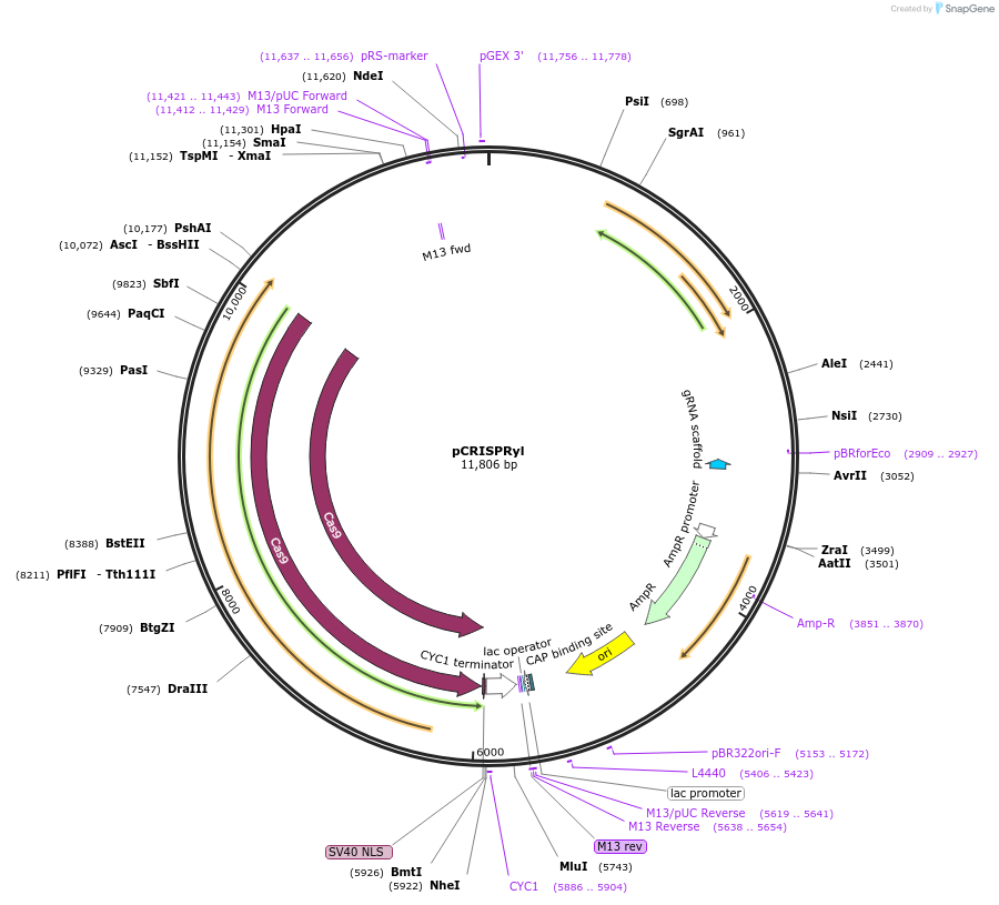 70007-plasmid-map-sequence-id-516817