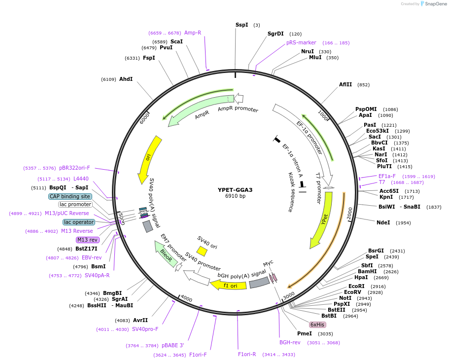 18841-plasmid-map-sequence-id-516823