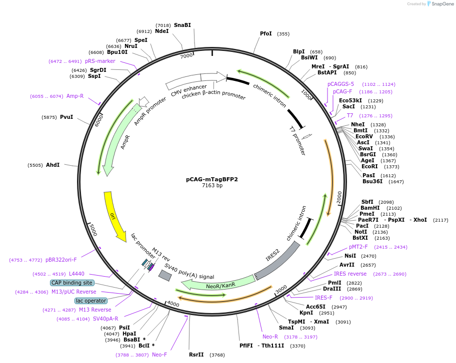 122373-plasmid-map-sequence-id-516830