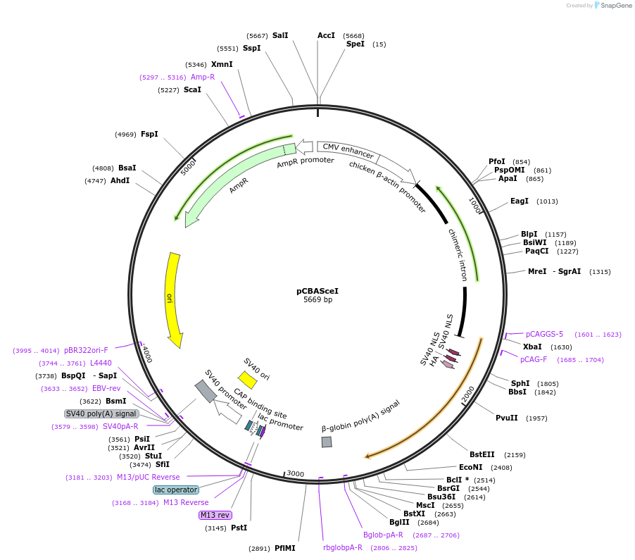 26477-plasmid-map-sequence-id-516836