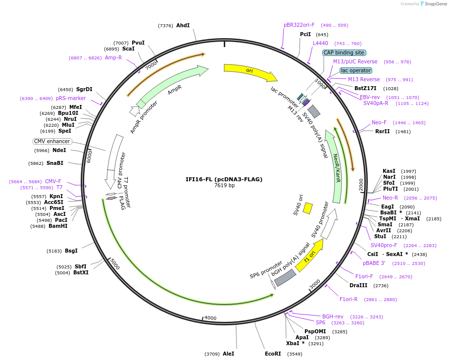 35064-plasmid-map-sequence-id-516838
