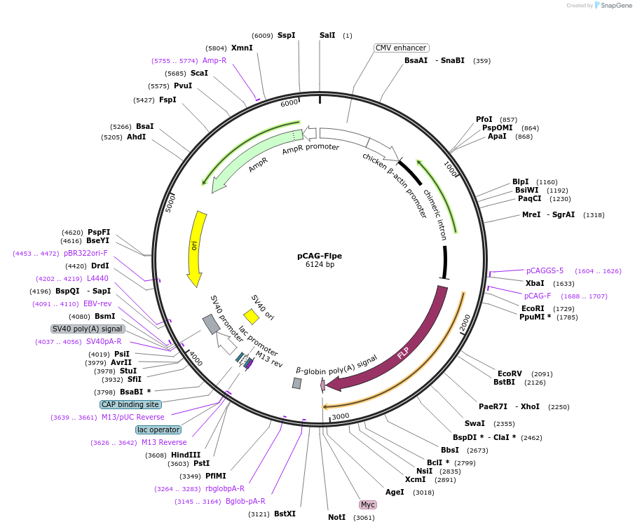 13787-plasmid-map-sequence-id-516842