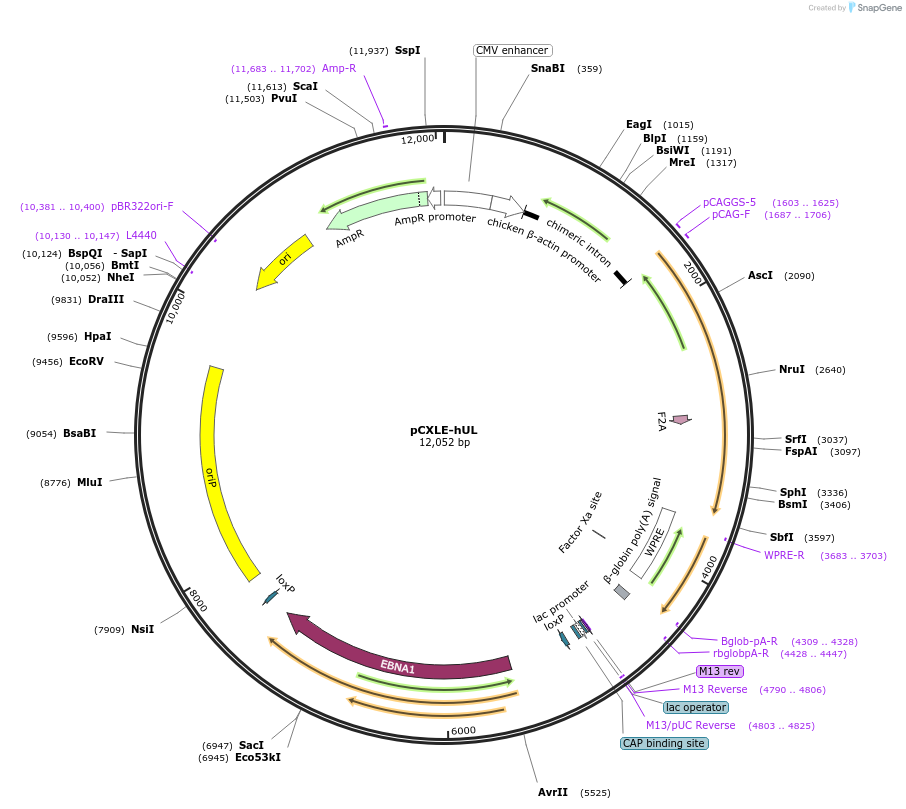 27080-plasmid-map-sequence-id-516844
