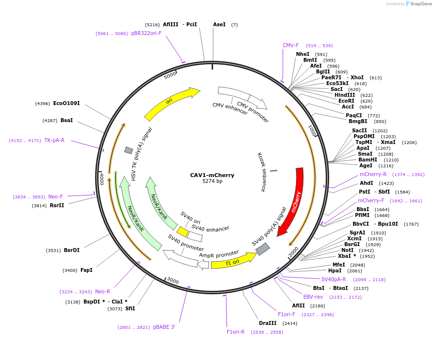 27705-plasmid-map-sequence-id-516845