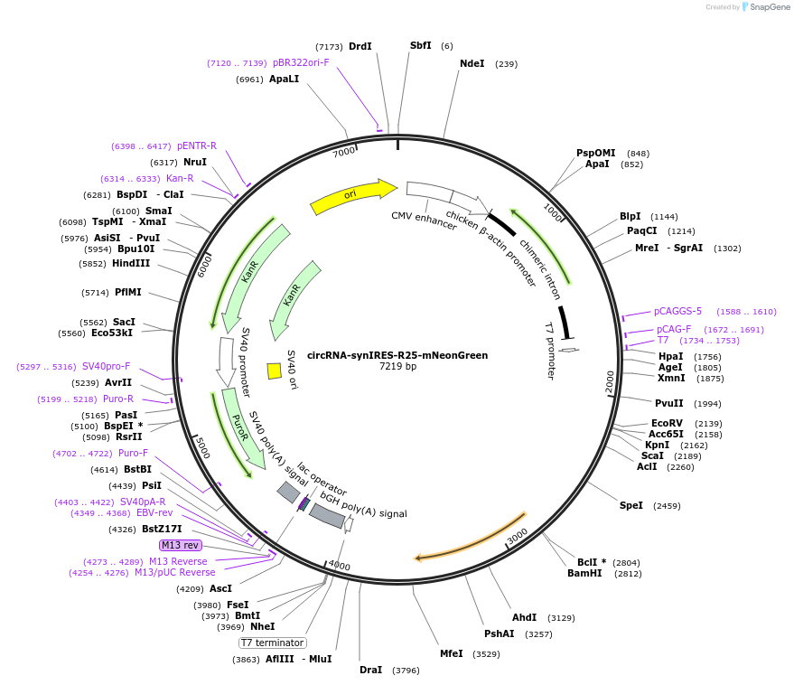 188115-plasmid-map-sequence-id-516846