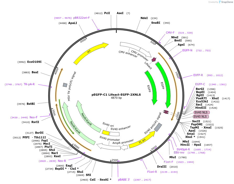 58467-plasmid-map-sequence-id-516847