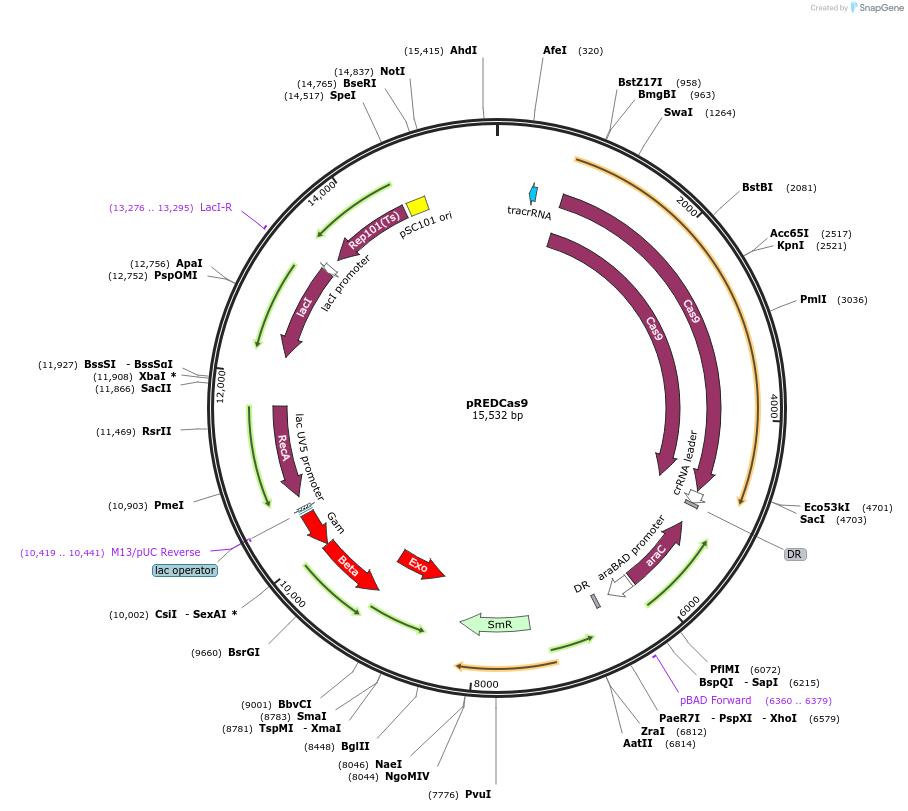 71541-plasmid-map-sequence-id-516860