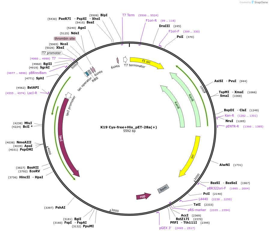 255039-plasmid-map-sequence-id-516866