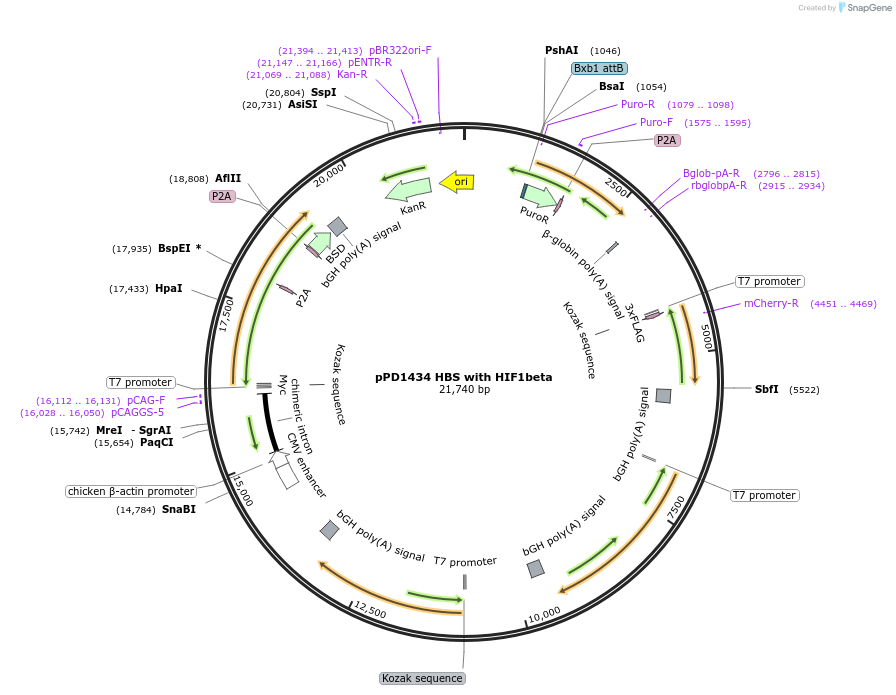 253902-plasmid-map-sequence-id-516868