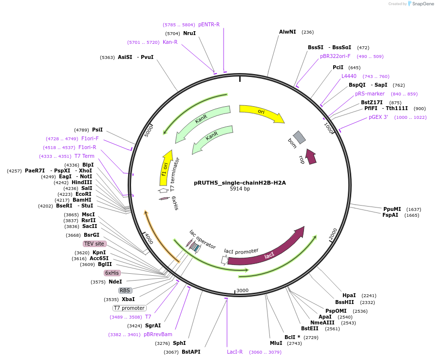 258232-plasmid-map-sequence-id-517069