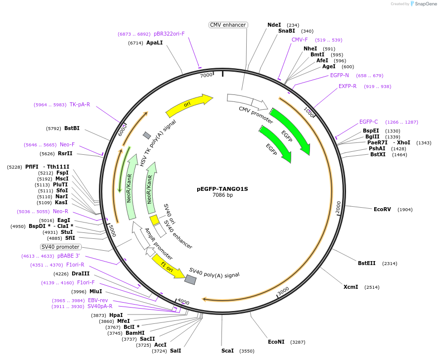 256126-plasmid-map-sequence-id-517085