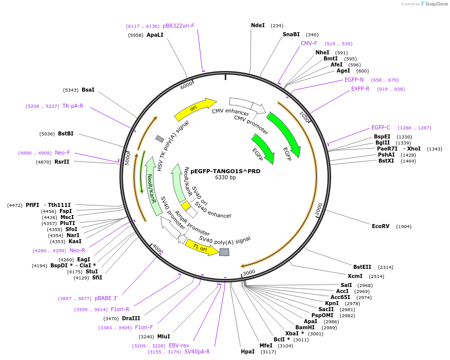 256127-plasmid-map-sequence-id-517092